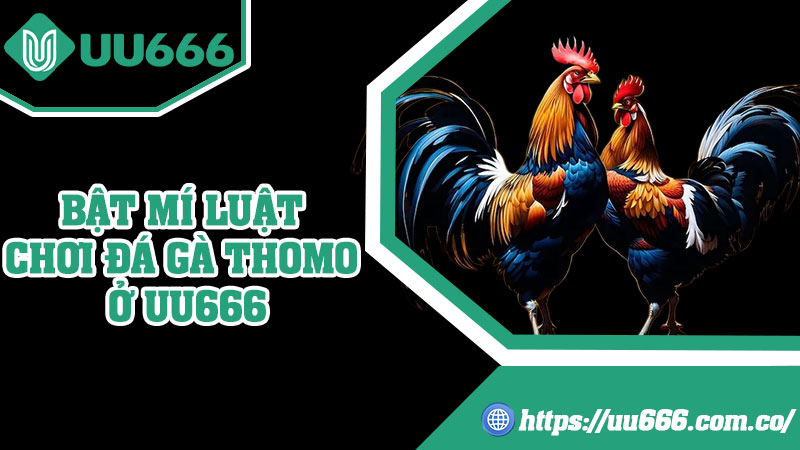 Bật Mí Luật Chơi Đá Gà Thomo Ở UU666