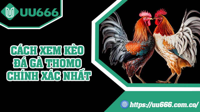 Cách Xem Kèo Đá Gà Thomo Chính Xác Nhất