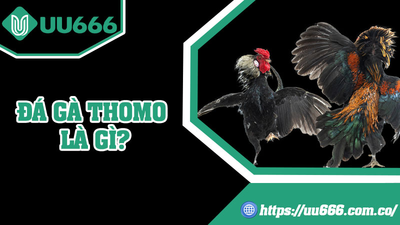 Đá Gà Thomo Là Gì?