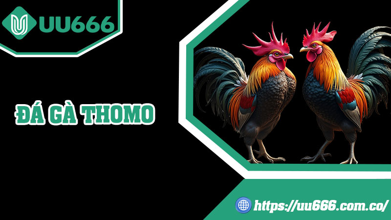 Đá Gà Thomo