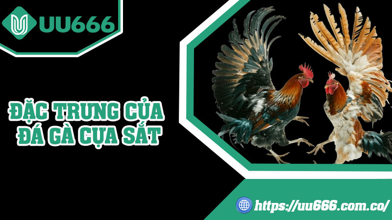 Đặc Trưng Của Đá Gà Cựa Sắt