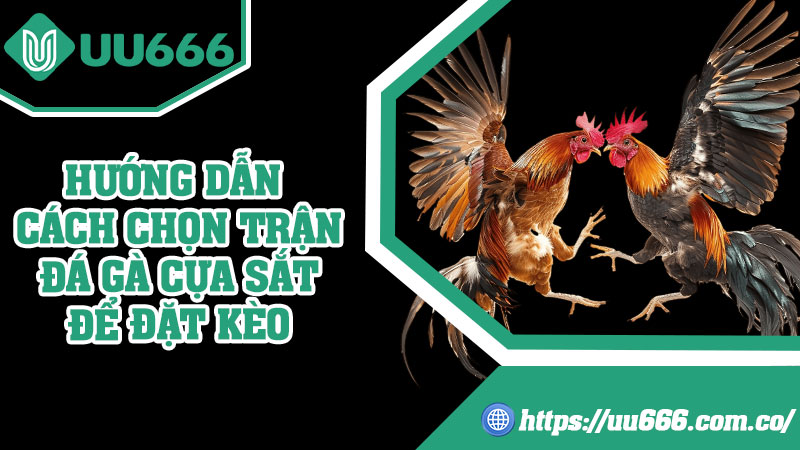 Hướng Dẫn Cách Chọn Trận Đá Gà Cựa Sắt Để Đặt Kèo