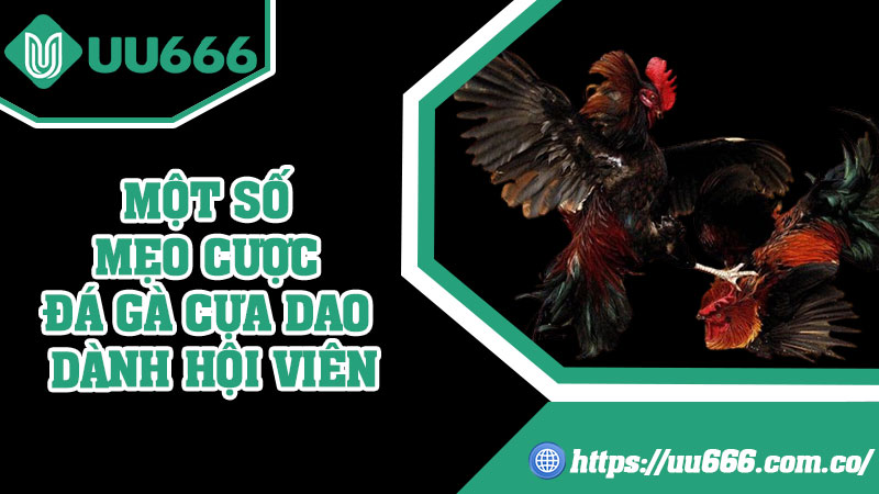 Một Số Mẹo Cược Đá Gà Cựa Dao Dành Hội Viên