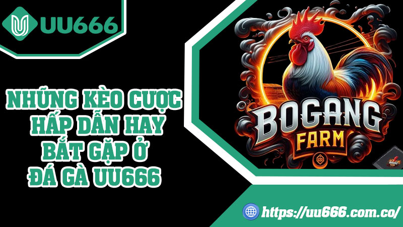 Những Kèo Cược Hấp Dẫn Hay Bắt Gặp Ở Đá Gà UU666